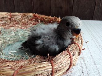 ブリーダー日誌 インコ アニマルハウス青山