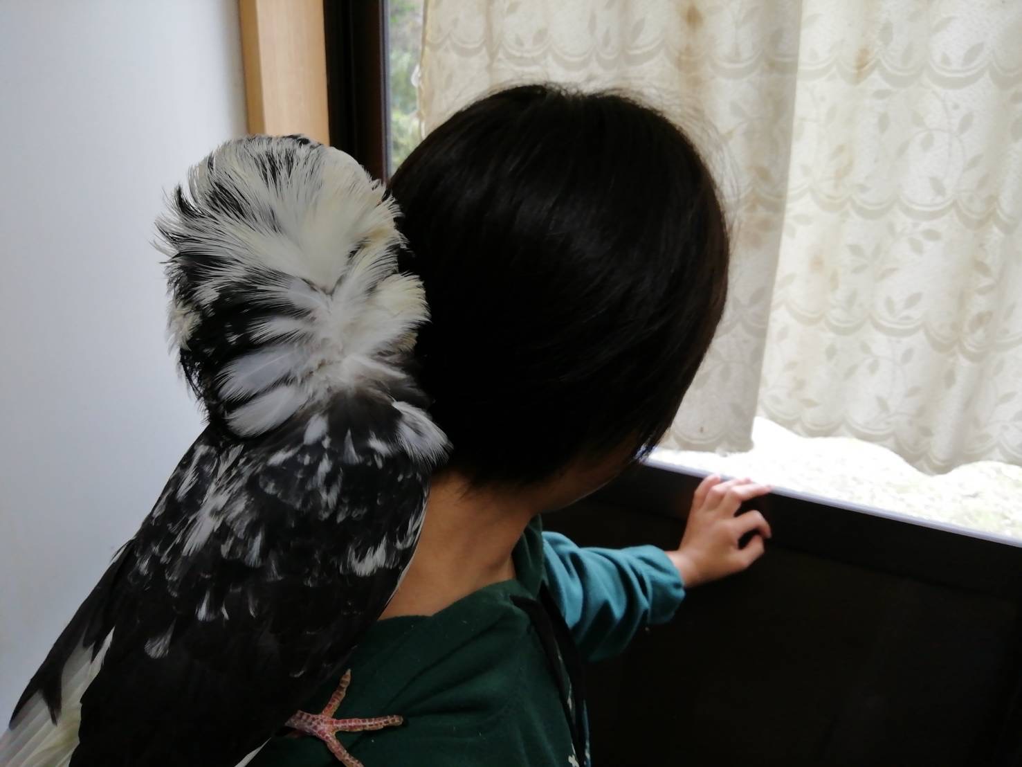 よく慣れたジャコピン鳩